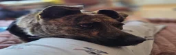 American Staffordshire Terriër honden ter adoptie: Tara (Tima)  - Advertentie 2