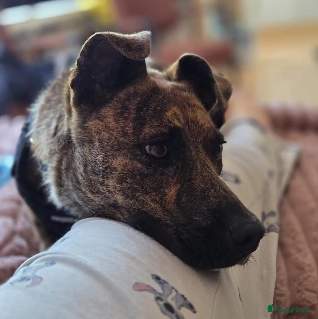 American Staffordshire Terriër honden ter adoptie: Tara (Tima)  - Advertentie 2