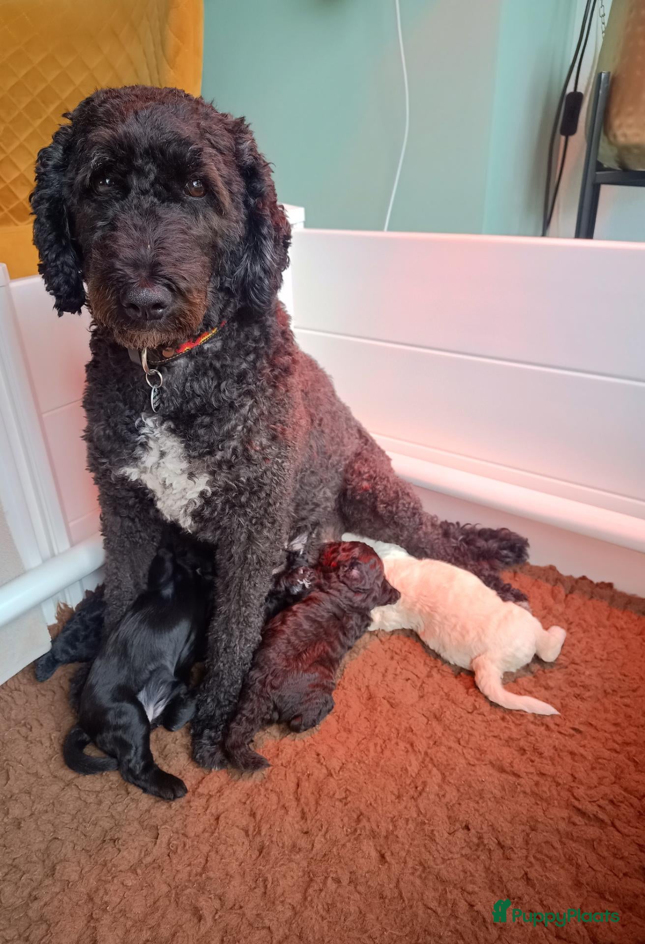 Kruising honden Nog 1 Doodle-mix reu beschikbaar (regio Nijmegen) - Advertentie 15