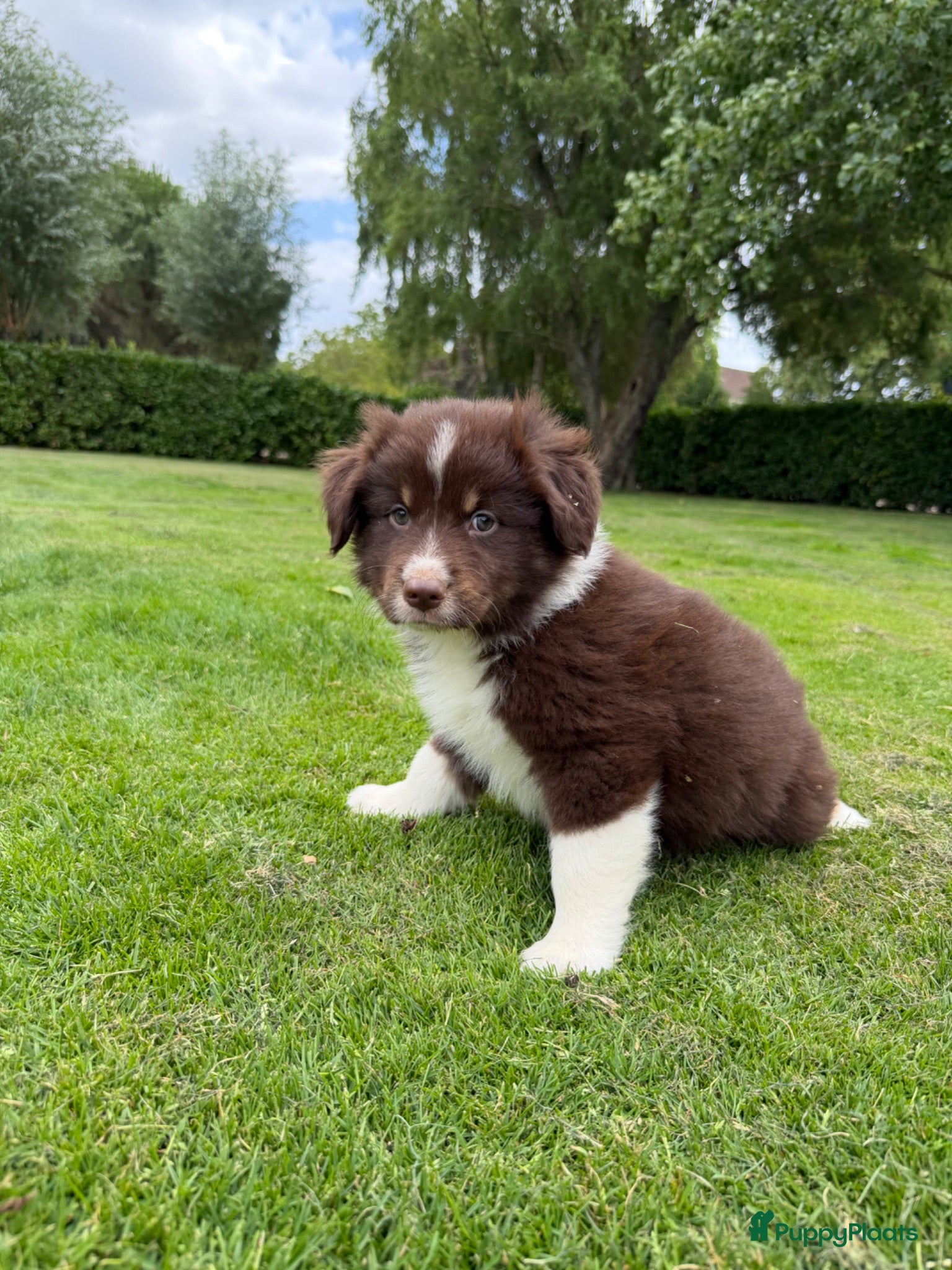 Kruising honden Australian Shepherd x Border Collie pups - Advertentie 1
