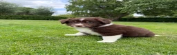 Kruising honden te koop: Australian Shepherd x Border Collie pups - Advertentie 5