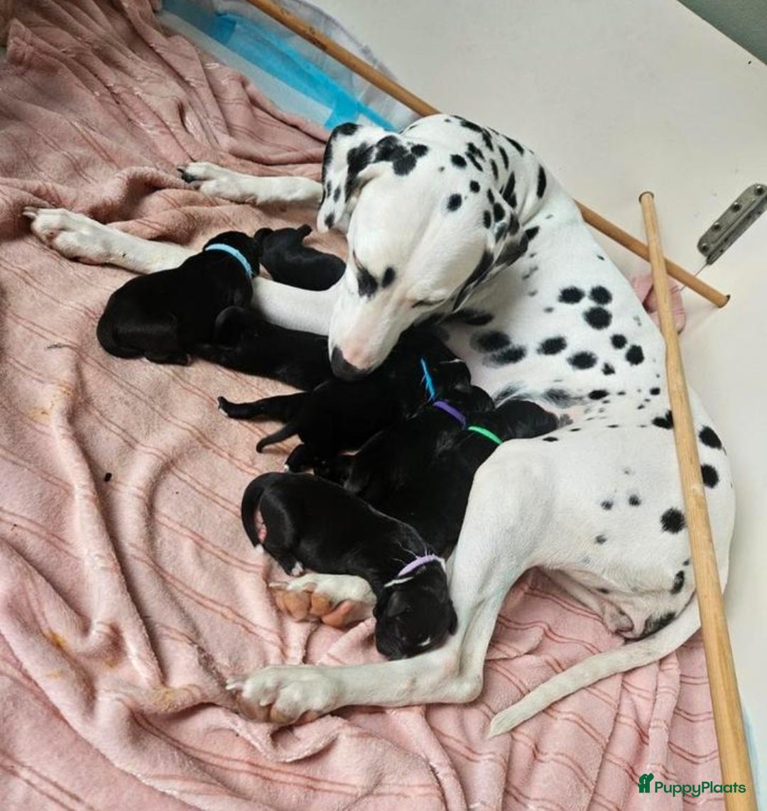 Kruising honden te koop: Lieve Goldmation pup van 5 maanden oud - Advertentie 2