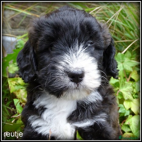 Kruising honden boompoo ( boompoo x poedel ) reutje. - Advertentie 1