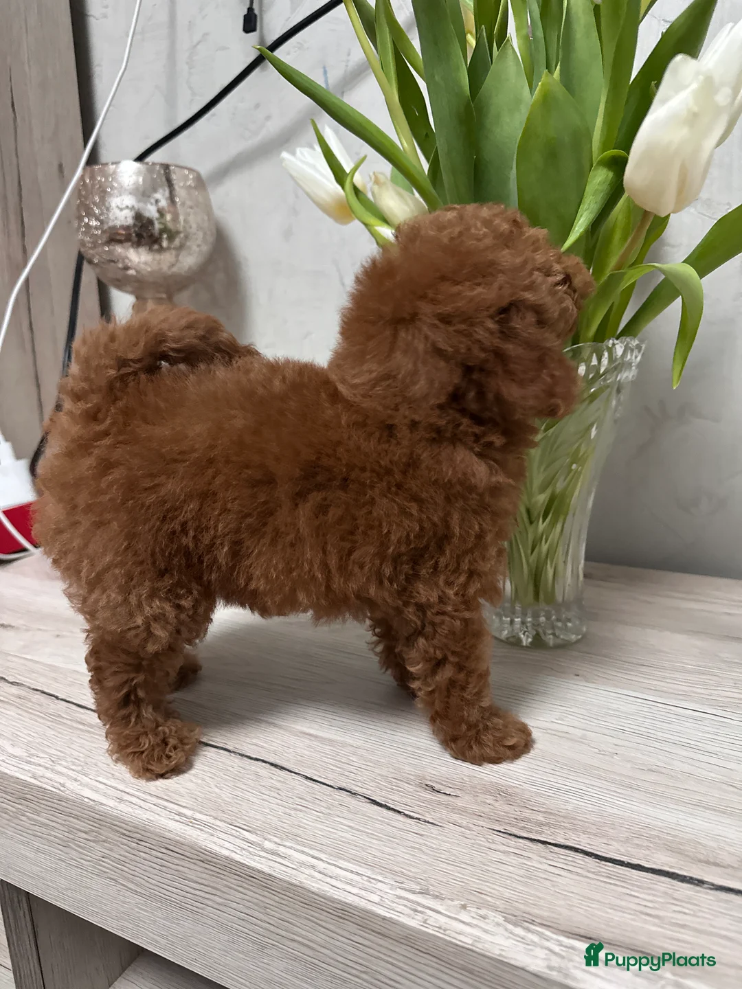 Poedel Toy honden te koop: Schattige Toy Poedel puppy’s in rode (red) kleur - Advertentie 6