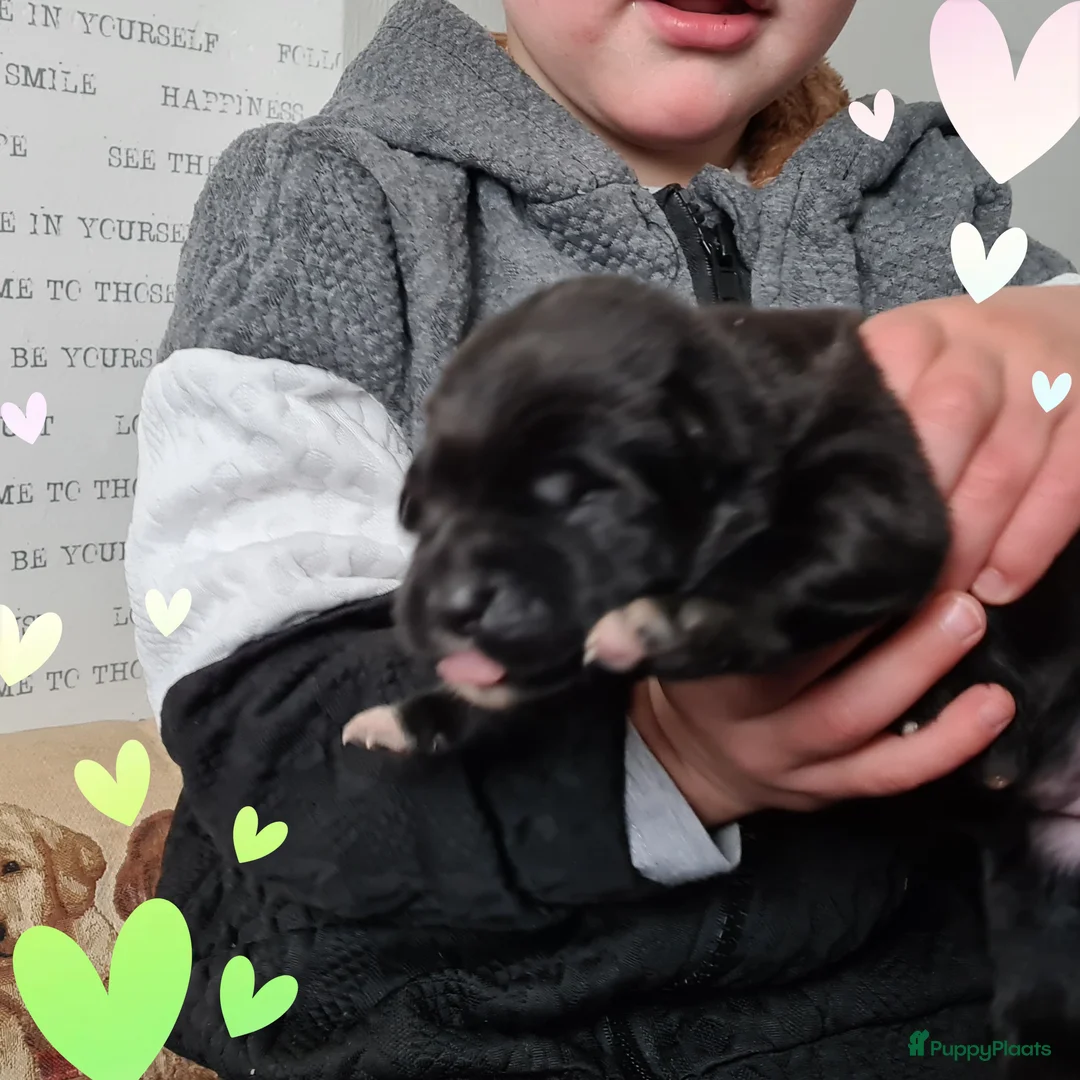 Kruising honden te koop: Prachtige F1 Borador pups van Stamboom ouders - Advertentie 9