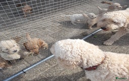 Labradoodle honden te koop: Labradoodle pups - Afbeelding 6
