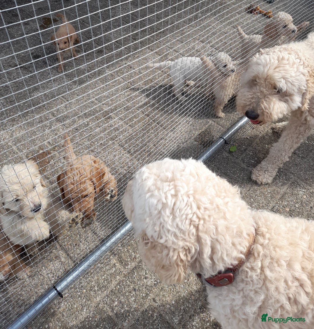 Labradoodle honden te koop: Labradoodle pups - Afbeelding 6