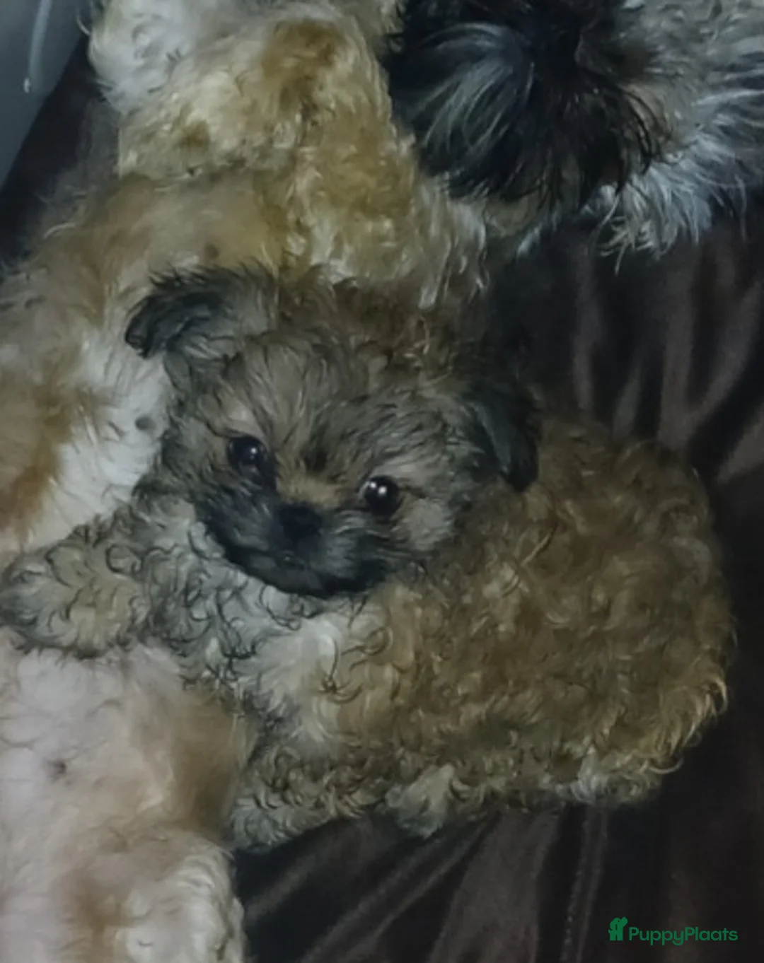 Kruising honden te koop: Shih tzu x Pekingees pupje - Advertentie 3