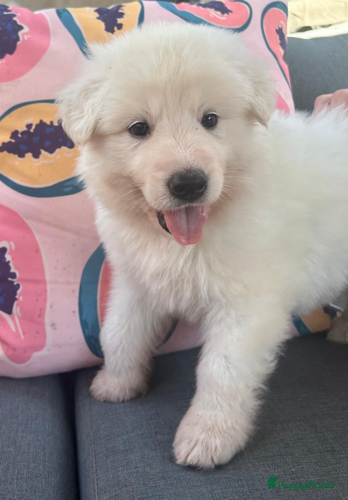 Zwitserse Witte Herdershond honden Zwitserse witte herder pups - Advertentie 2