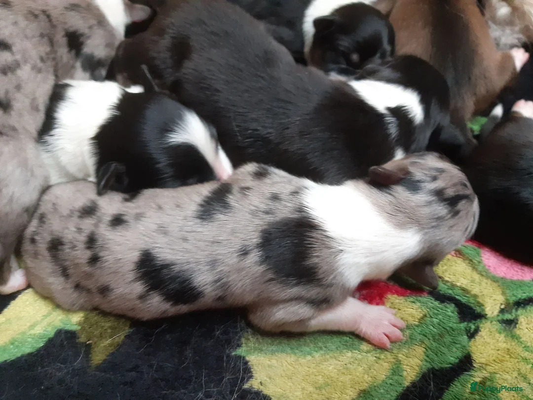 Kruising honden te koop:  Australian Shepherd (75%) x Bordercollie (25%) - Advertentie 2