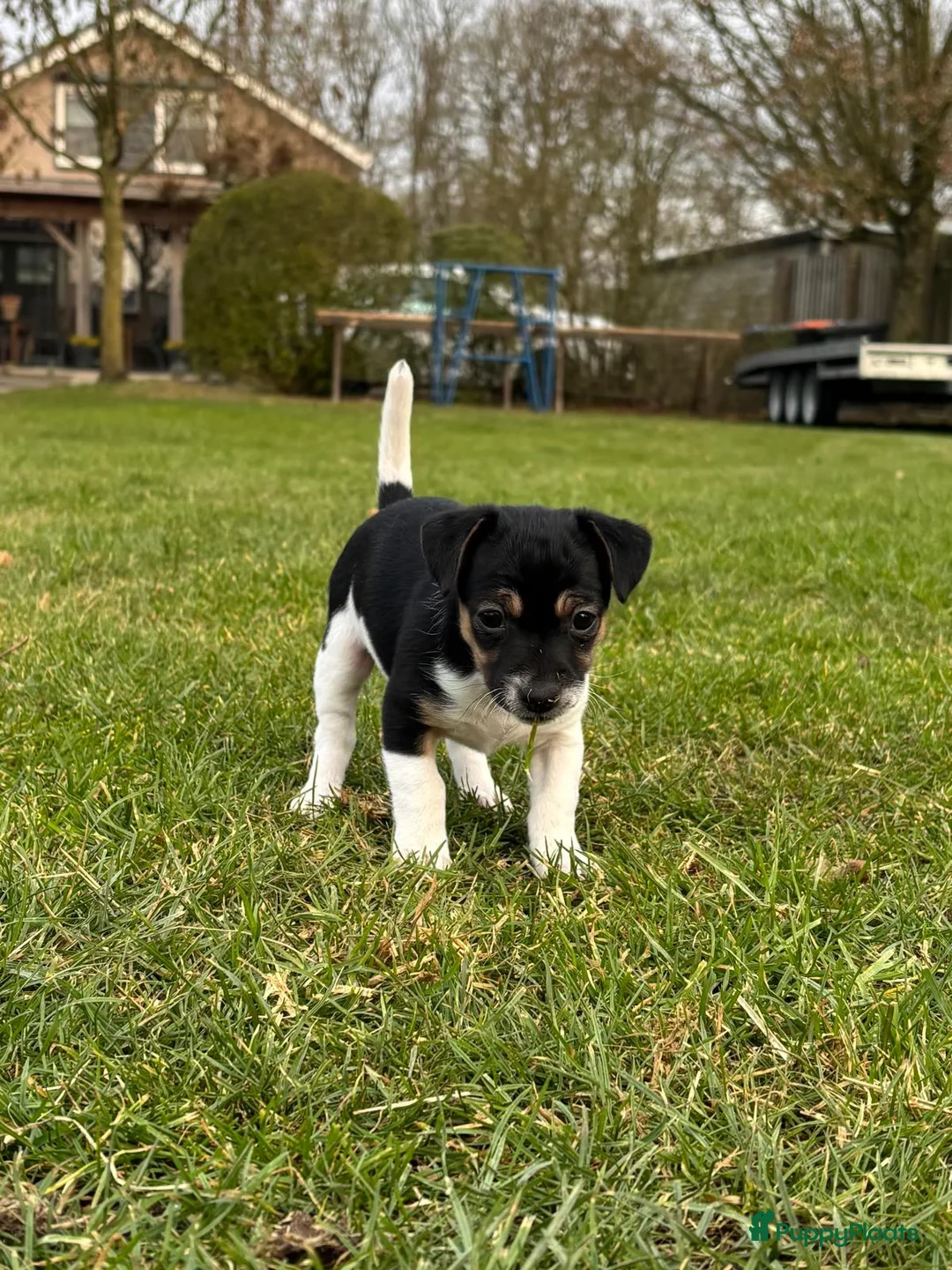 Jack Russel Terriër honden te koop: Jack Russel pup teefje - Advertentie 5