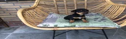 Jack Russel Terriër honden te koop: Mooie lieve Jack Russel puppy’s  - Advertentie 6