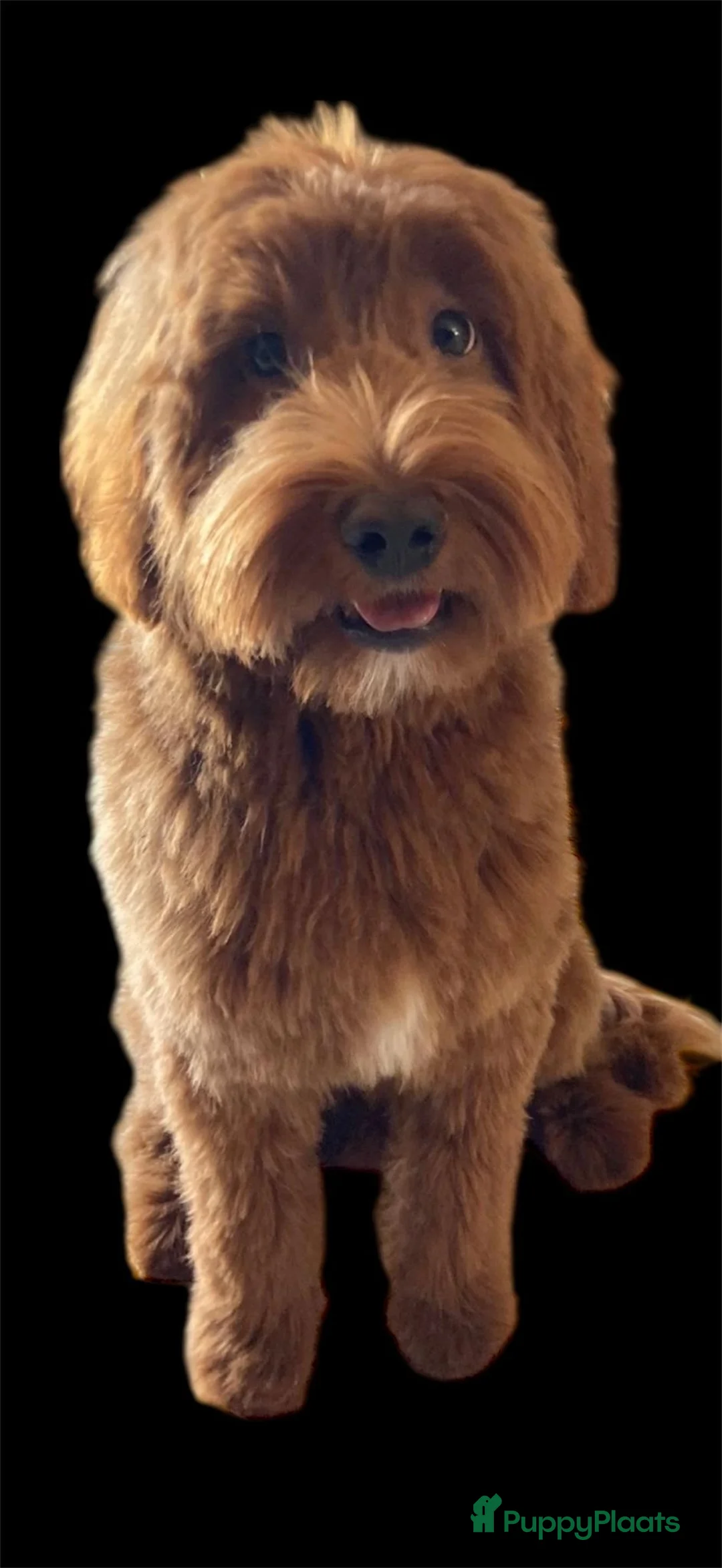 Australian Labradoodle honden te koop: Te koop mini Australian LAbradoodles - Advertentie 4
