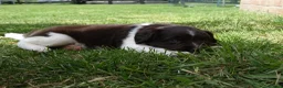 Friese Stabij honden te koop: friese stabij pups - Advertentie 9