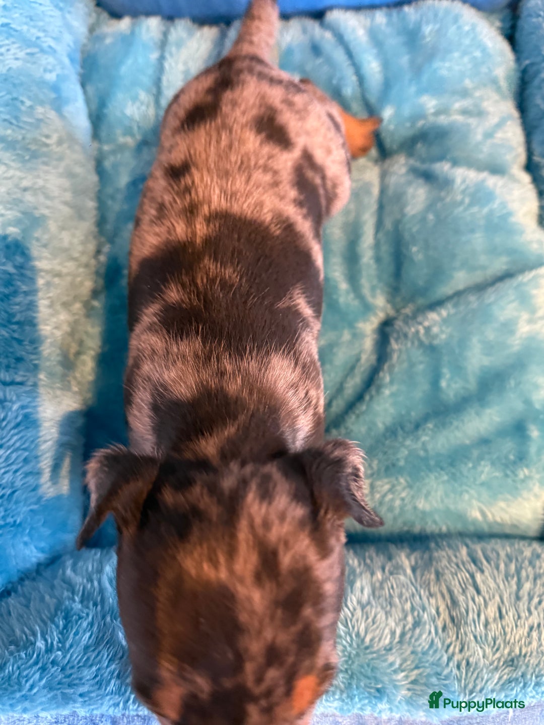 Dwergpinscher honden te koop: Dwergpinscher pups - Advertentie 3