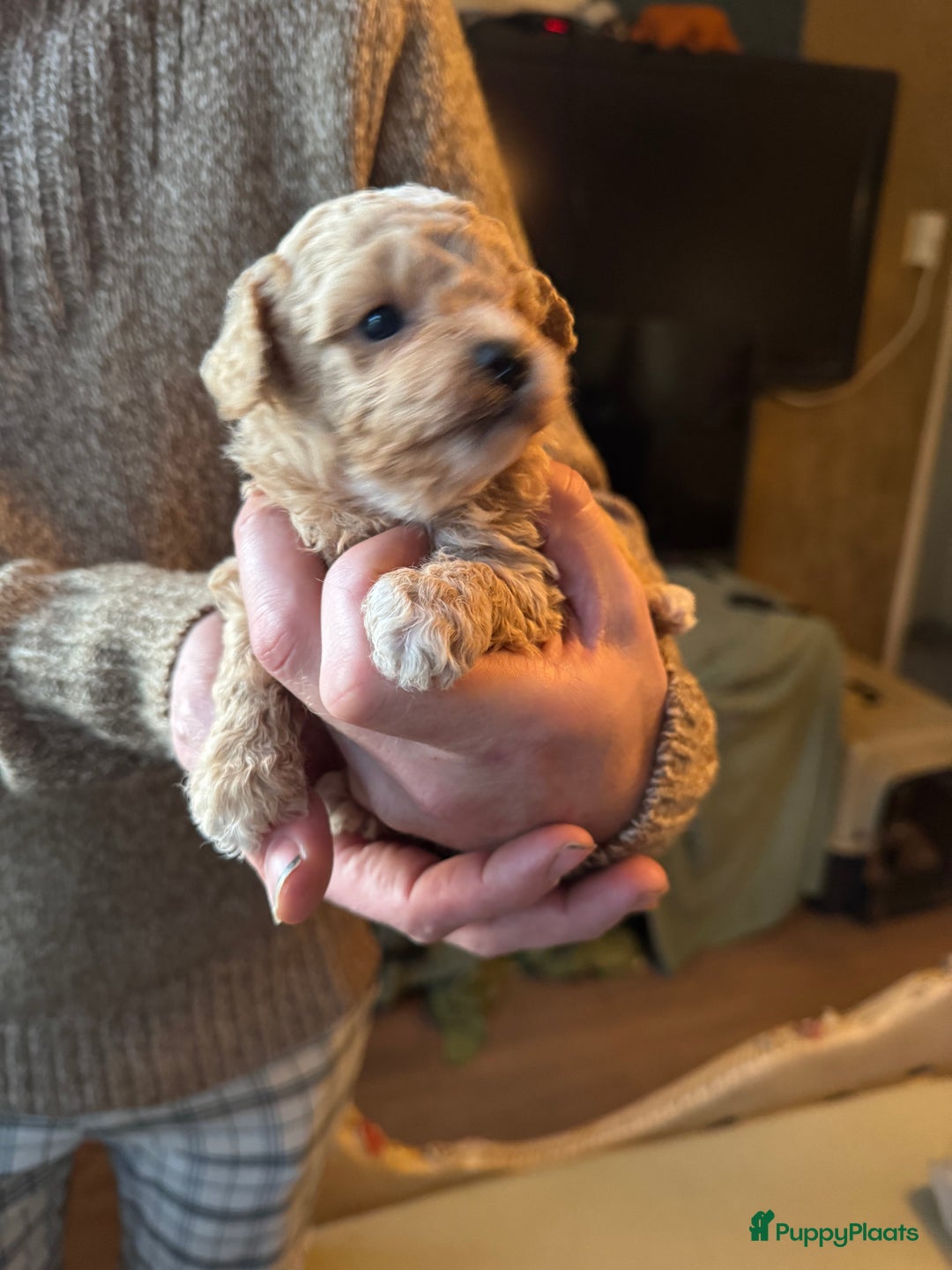 Poedel Toy honden te koop: Toy poedels  - Advertentie 18