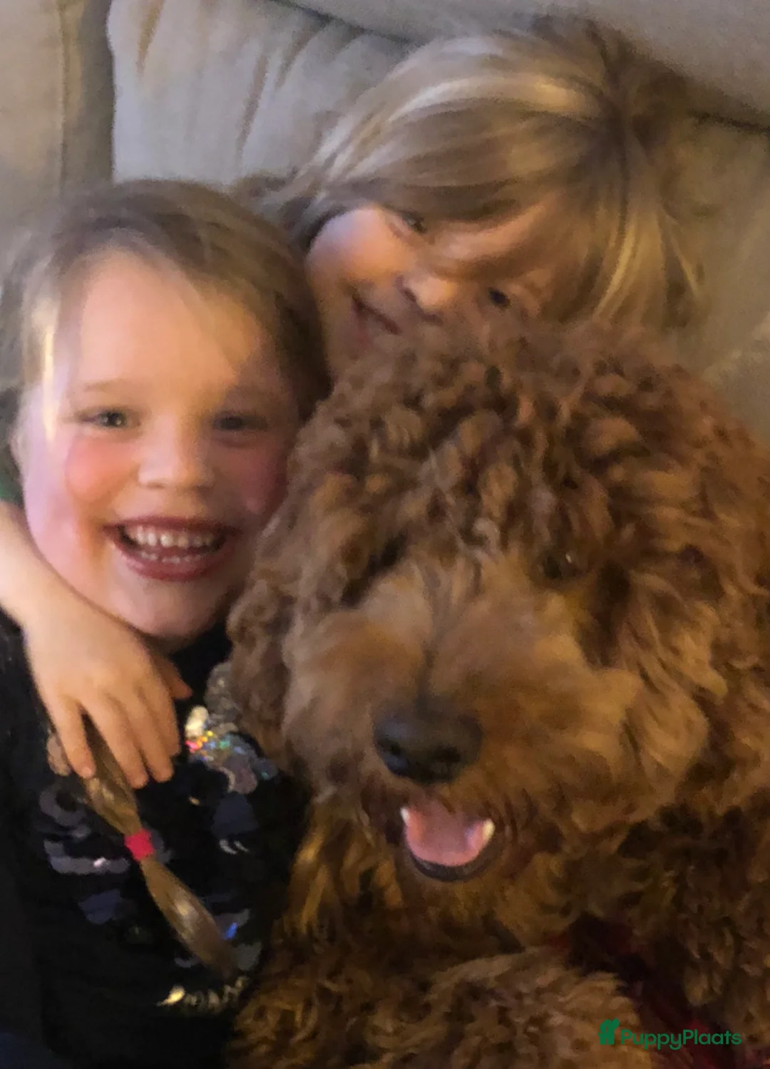 Labradoodle honden ter dekking: KNAPPE HALF AUSTRALIAN LABRADOODLE DEKREU PUK in Breda - Advertentie 5