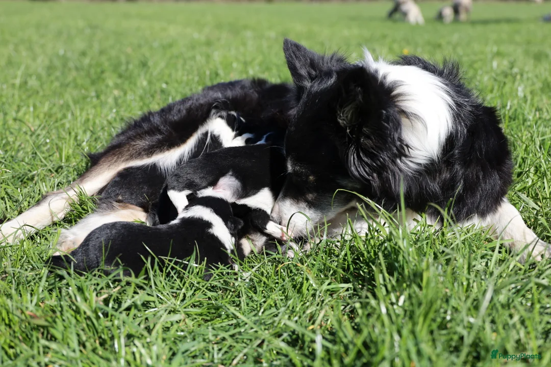 Border Collie honden te koop: Pups bordercollie - Advertentie 6