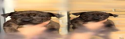 American Staffordshire Terriër honden te koop: Amerikaanse Stafford pups  - Advertentie 5