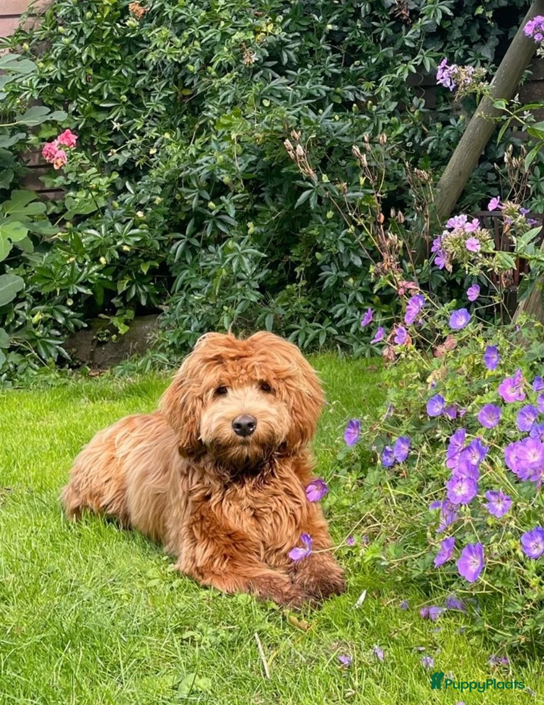 Australian Labradoodle honden te koop: Medium Cobberdog/Australian Labradoodle nestaank - Advertentie 1