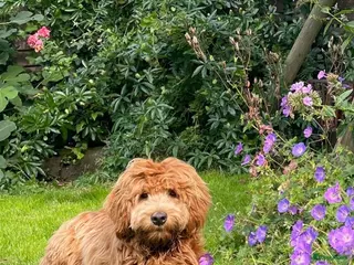 Australian Labradoodle honden Medium Cobberdog/Australian Labradoodle nestaank - Advertentie 2