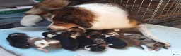 Kruising honden te koop:  Australian Shepherd (75%) x Bordercollie (25%) - Advertentie 15