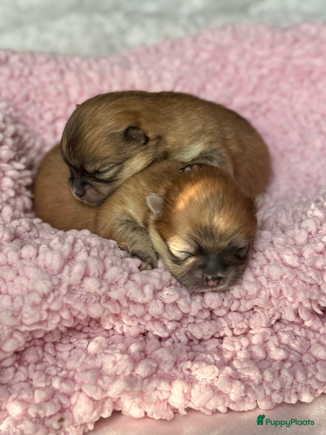 Pomeriaan honden te koop: Raszuivere Pomeranian / pomeriaan pups 🐾 - Advertentie 7