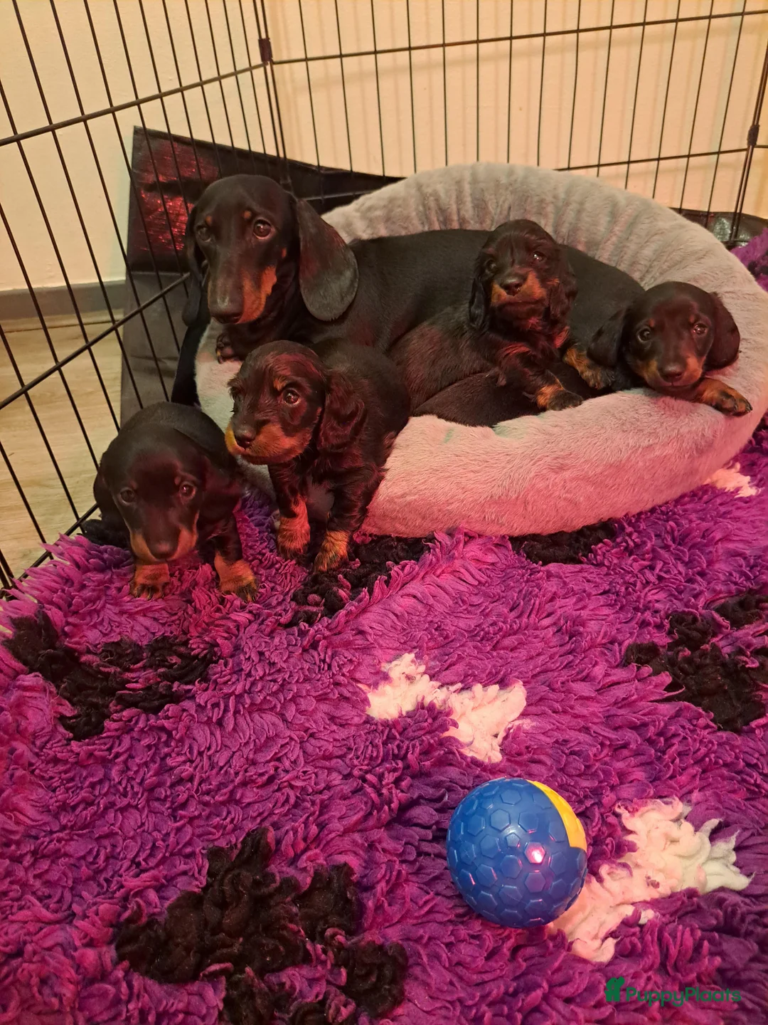Teckel (langhaar) honden te koop: Dwerg langhaar puppies - Advertentie 4