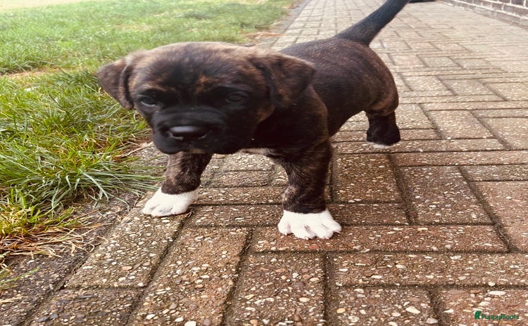 Cane Corso honden - Advertentie 14