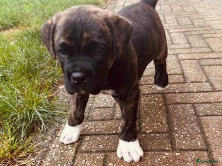 Cane Corso honden - Advertentie 22