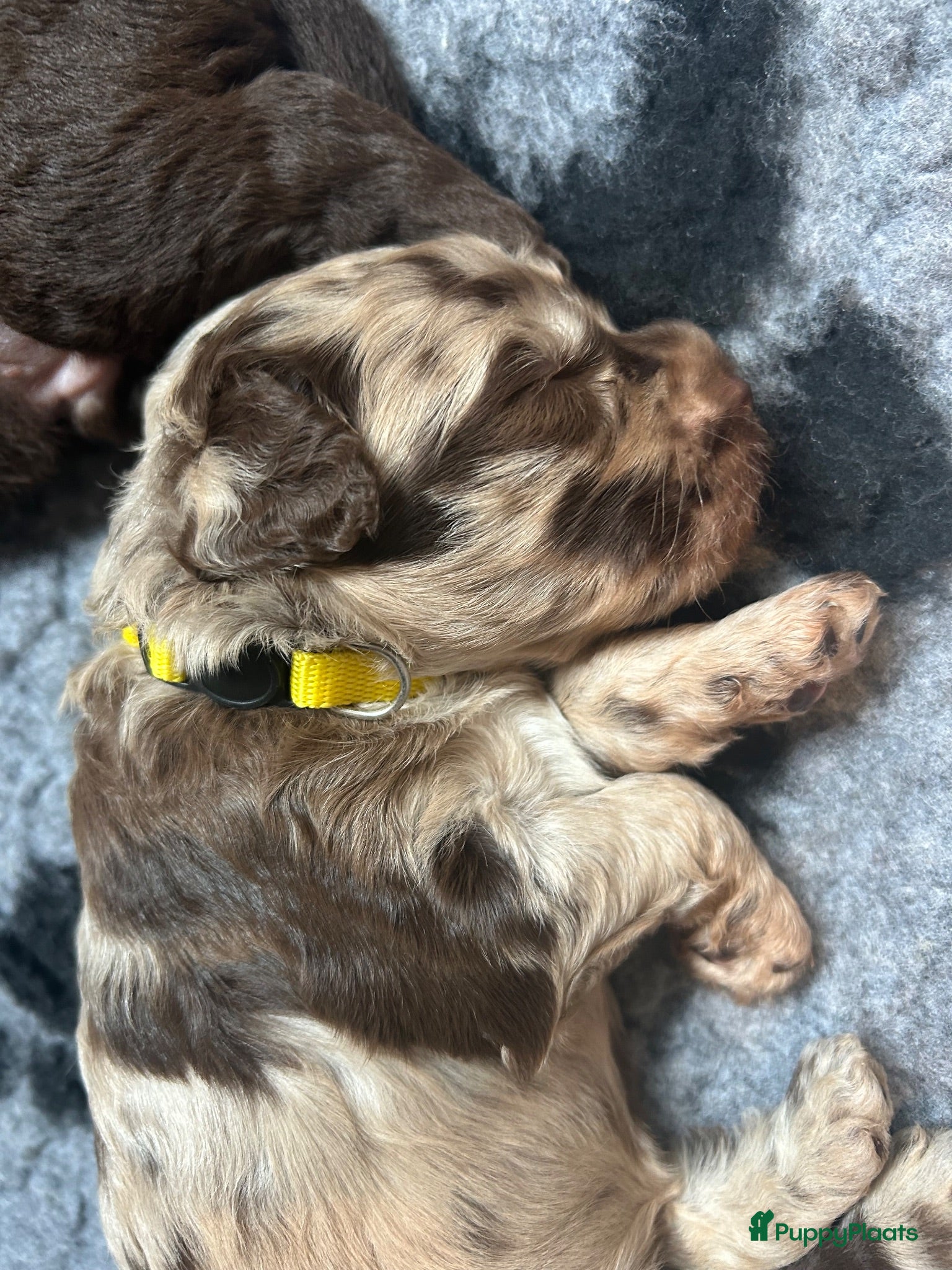 Labradoodle honden Prachtige Labradoodle pups – Choco Merle & Choco  - Advertentie 1