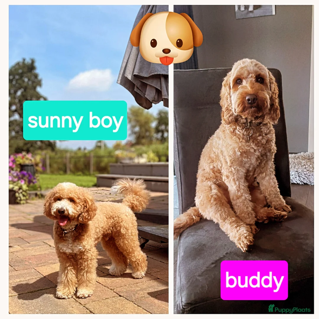 Cockapoo honden te koop: Nestaankondiging cockapoo pups  in Diepenheim - Advertentie 2