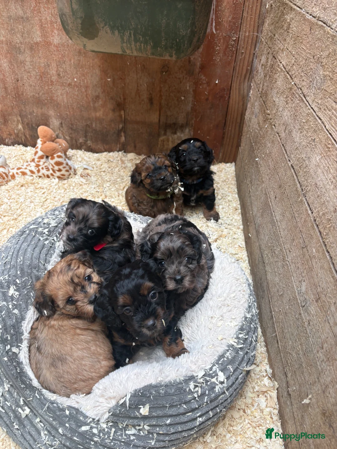 Kruising honden te koop: Lieve Boompoo pups zoeken een nieuw huisje! - Advertentie 1