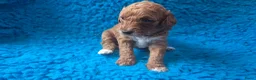 Cockapoo honden te koop: Hele mooie cockapoo pupjes - Advertentie 16