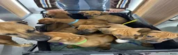 Rhodesian Ridgeback honden te koop: Rhodesian ridgeback pups - Advertentie 6
