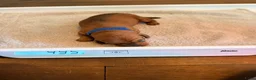 Dwergteckel honden te koop: 5 silky wire dwergteckelpups - Advertentie 19