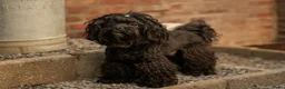 Kruising honden ter dekking: Boompoo dekreu  - Advertentie 3