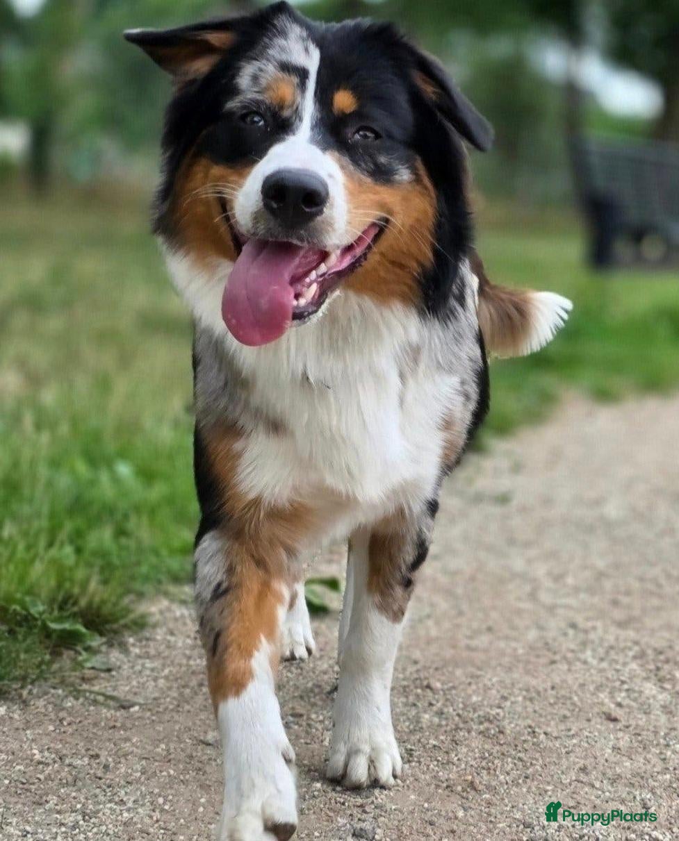 Australian Shepherd honden Prachtige Australian Shepherd puppy's geboren! - Advertentie 2