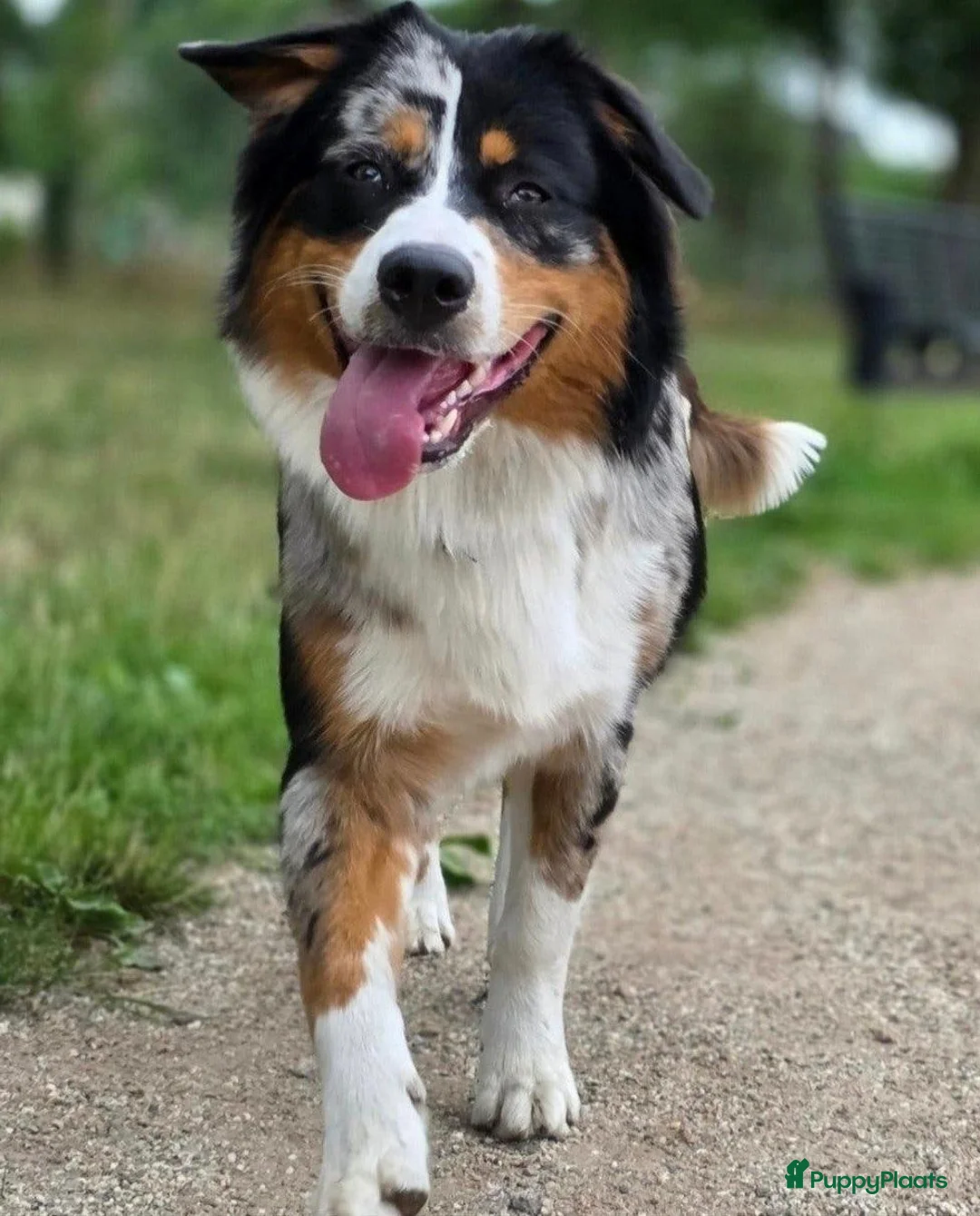 Australian Shepherd honden te koop: Prachtige Australian Shepherd puppy's geboren! - Advertentie 2