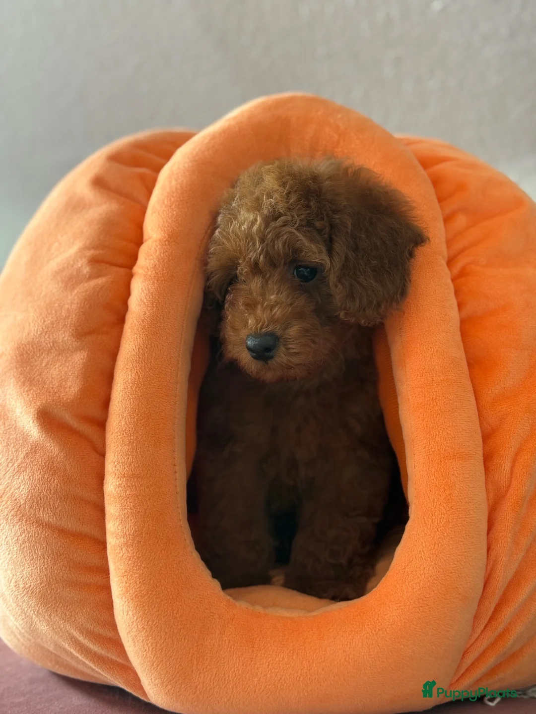 Poedel Toy honden te koop:     Lieve en sociale puppy’s zoeken een thuis - Advertentie 10