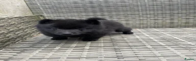 Schipperke Puppy 1