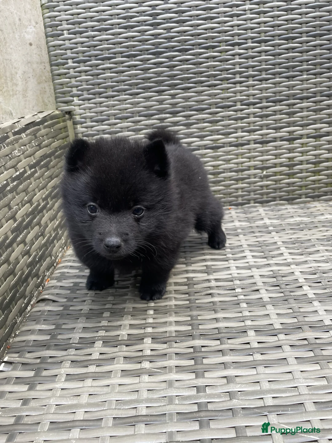 Schipperke honden te koop: Nog keuze uit twee reutjes  in Amerongen - Advertentie 2
