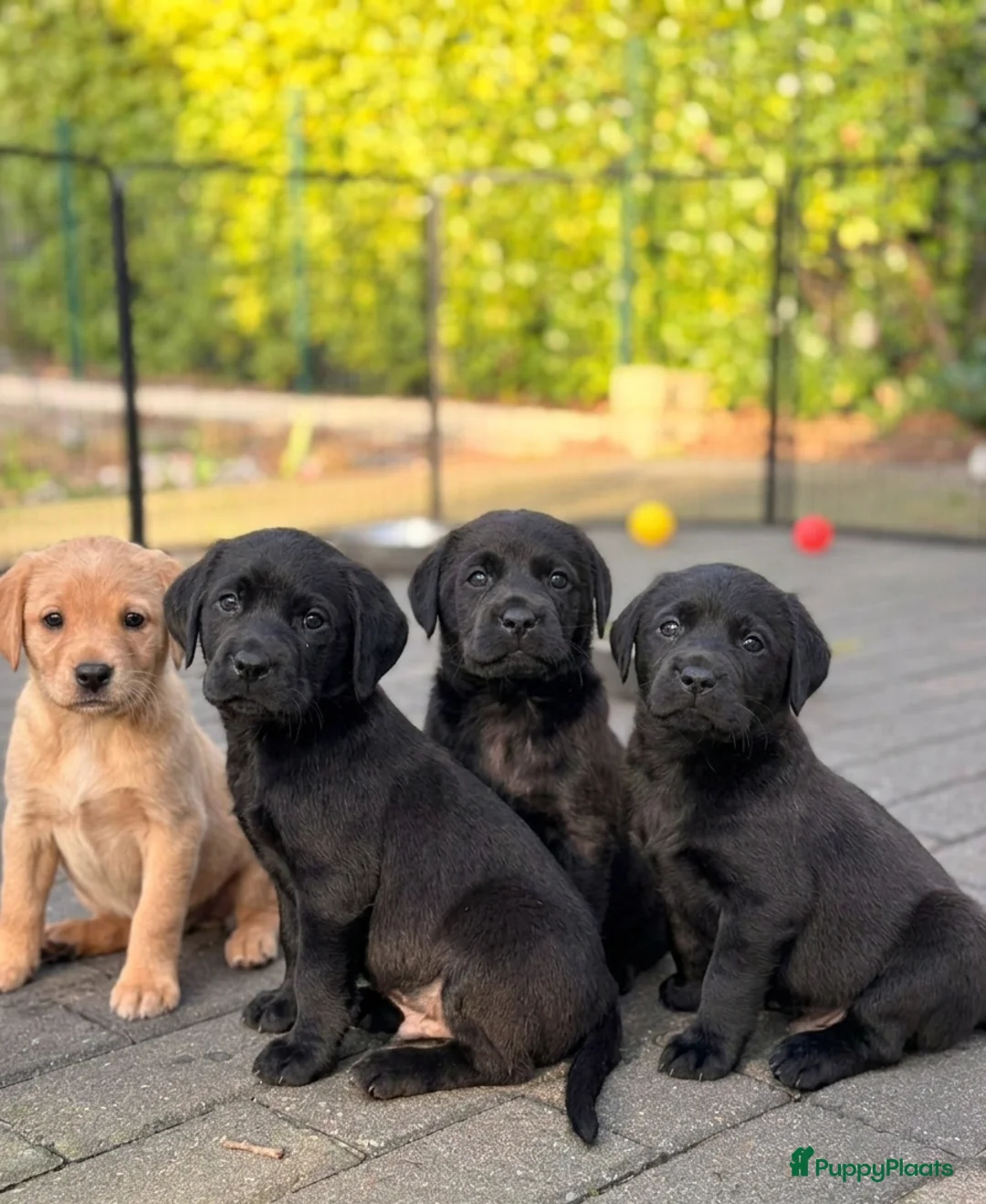 Labrador Retriever honden te koop: Fieldtrial labrador pups FCI  - Advertentie 1