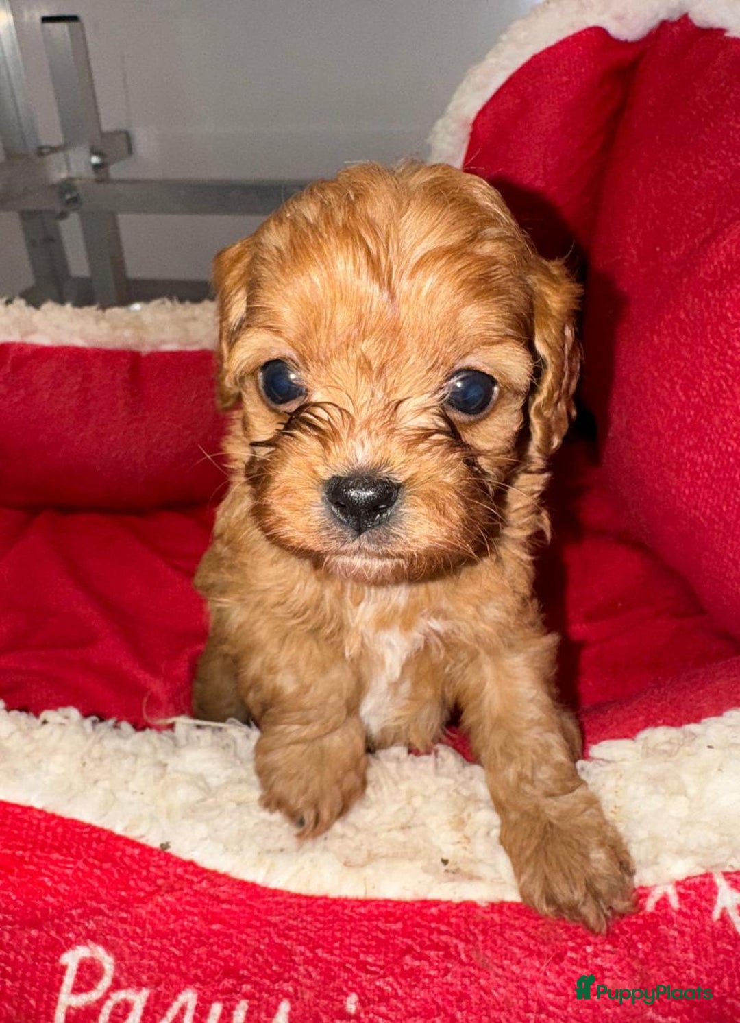 Cavapoo honden te koop: Schattige Cavapoo Puppy’s Klaar - Advertentie 11
