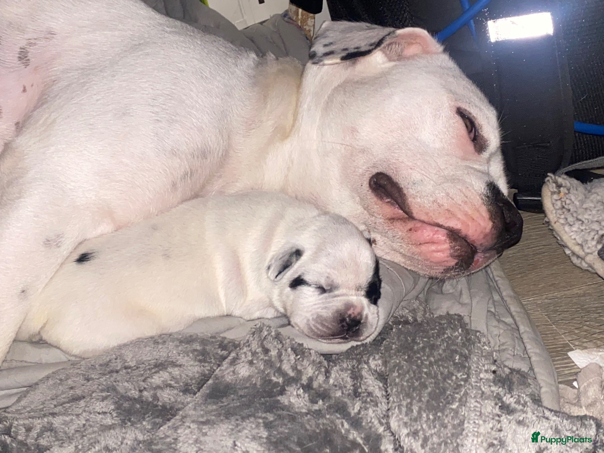 Kruising honden American pocket bully kruising  - Advertentie 1
