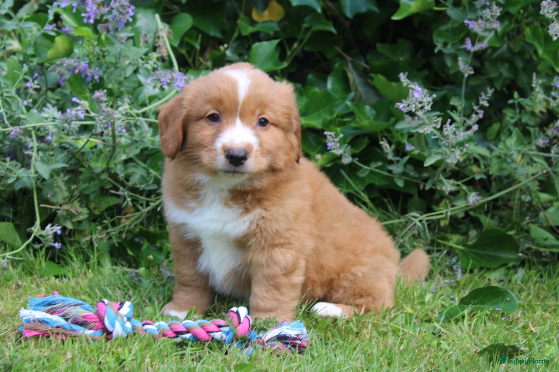 Nova Scotia Duck Tolling Retriever honden Mooie nova scotia duck tolling retriever pups  - Advertentie 2