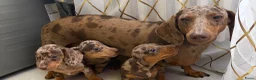 Teckel (korthaar)  honden te koop: Dwerg Harlequin Teckel pupjes - Advertentie 7