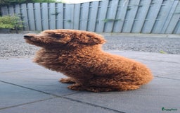 Dwergpoedel honden te koop: Dwergpoedel pups - Afbeelding 14