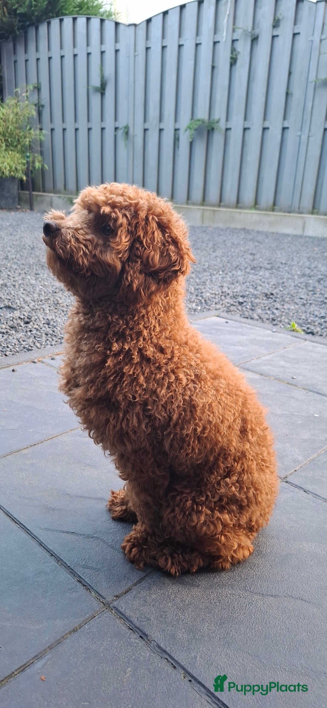 Dwergpoedel honden te koop: Dwergpoedel pups - Afbeelding 14