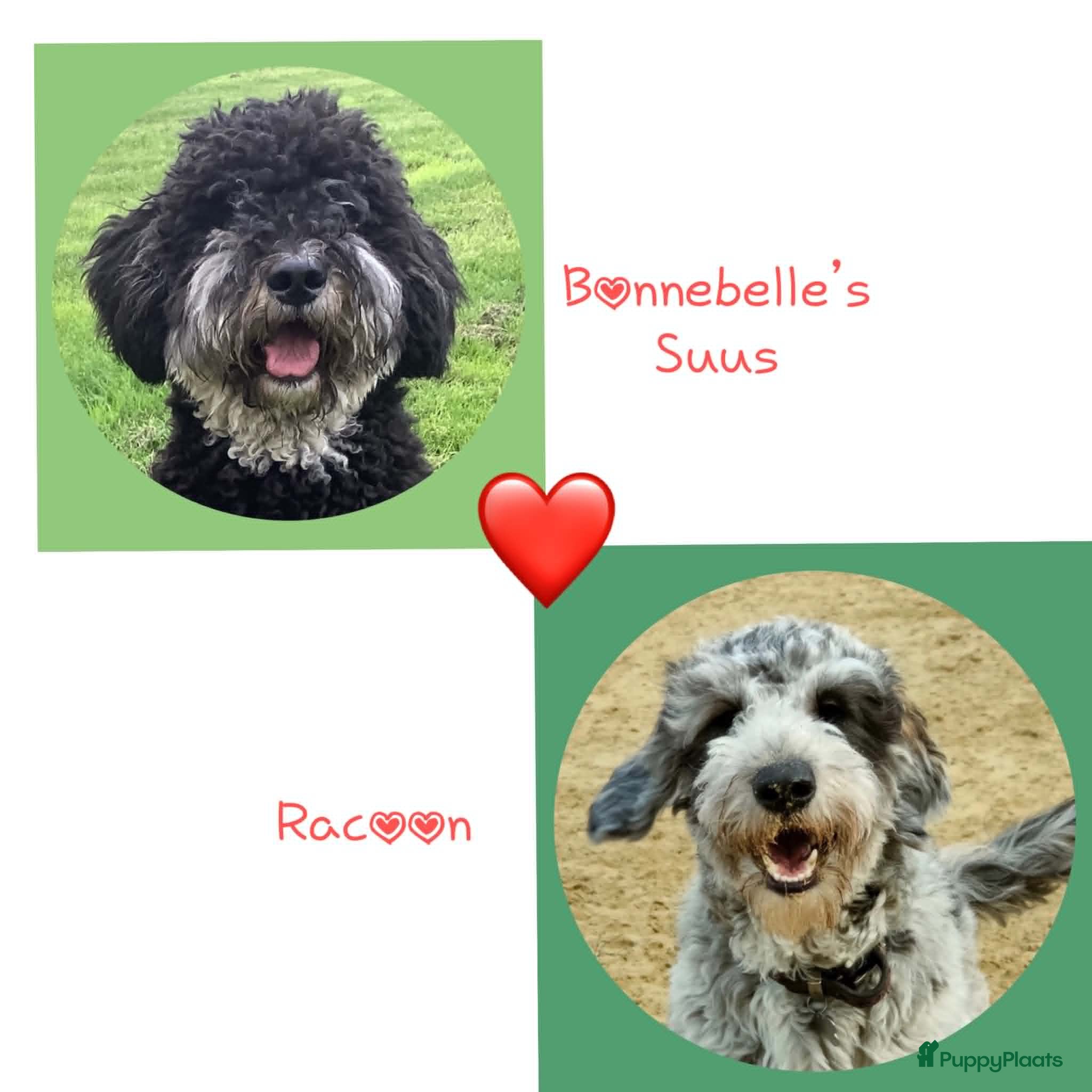 Bernedoodle honden unieke Bernedoodle pups - Advertentie 1